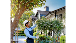 Garden Maintenance 