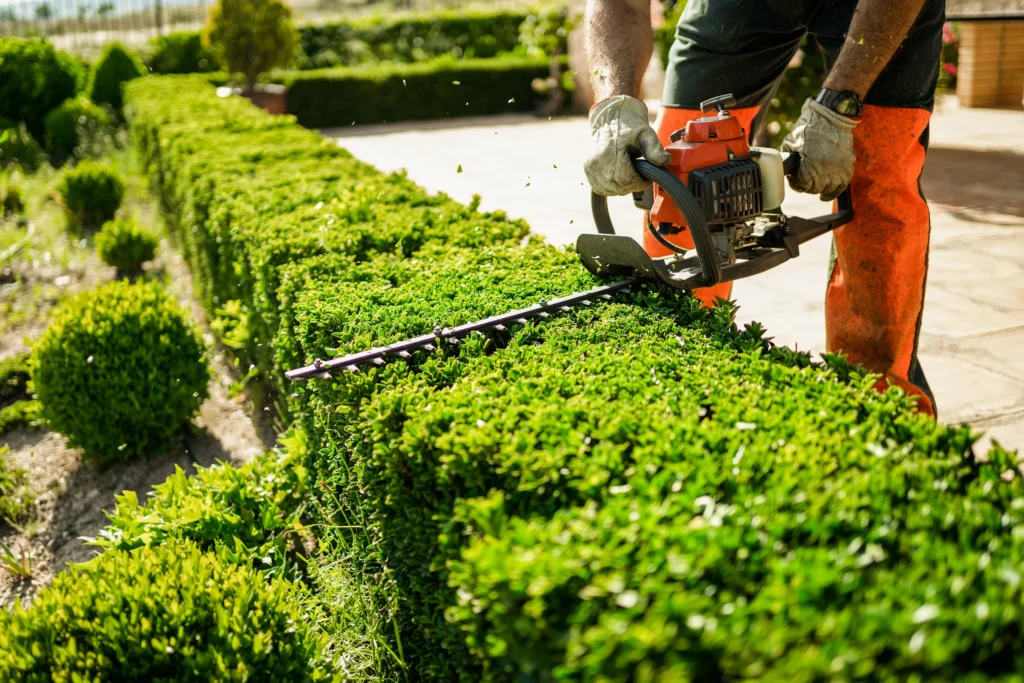 privacy hedge plants Dubai