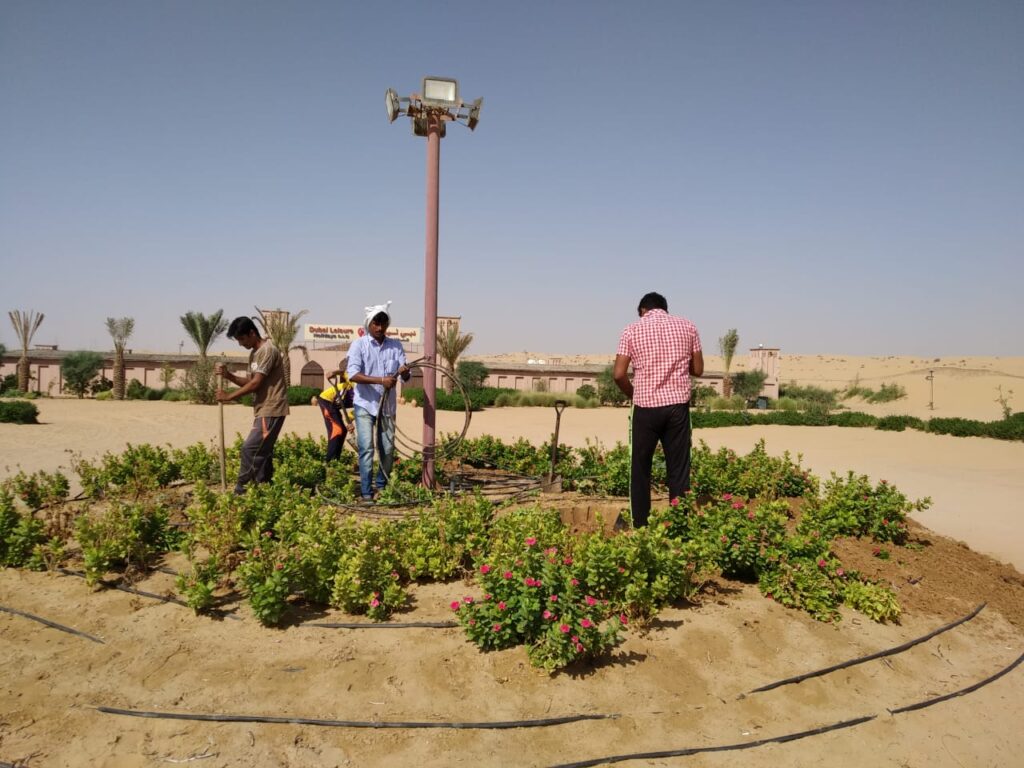 Privacy Plants Dubai