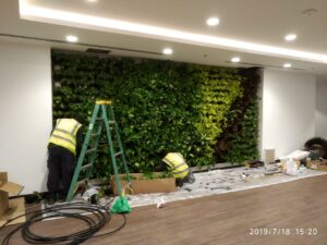 Green Wall Maintenance Dubai