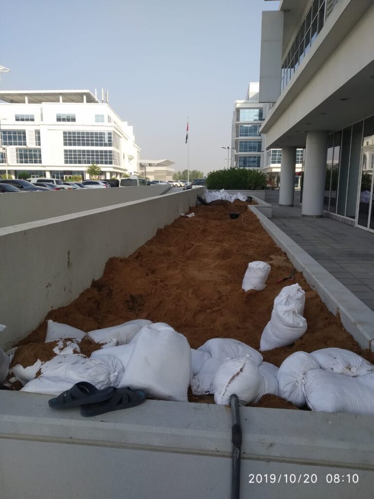 Ghaf Trees Dubai