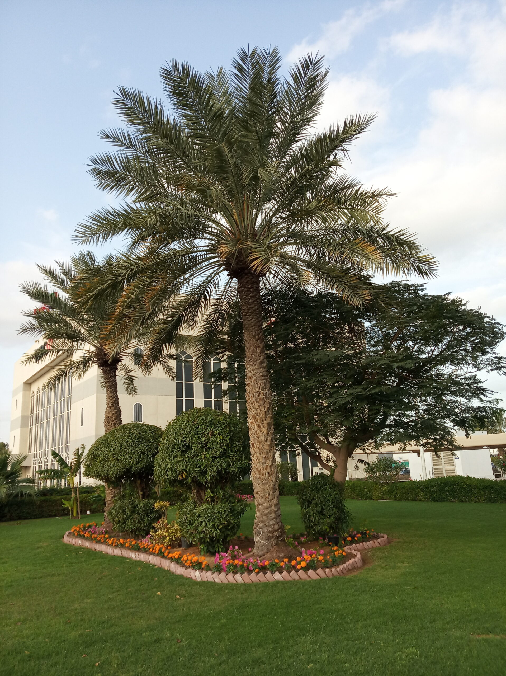 Ghaf Trees Dubai planted in a villa landscape
