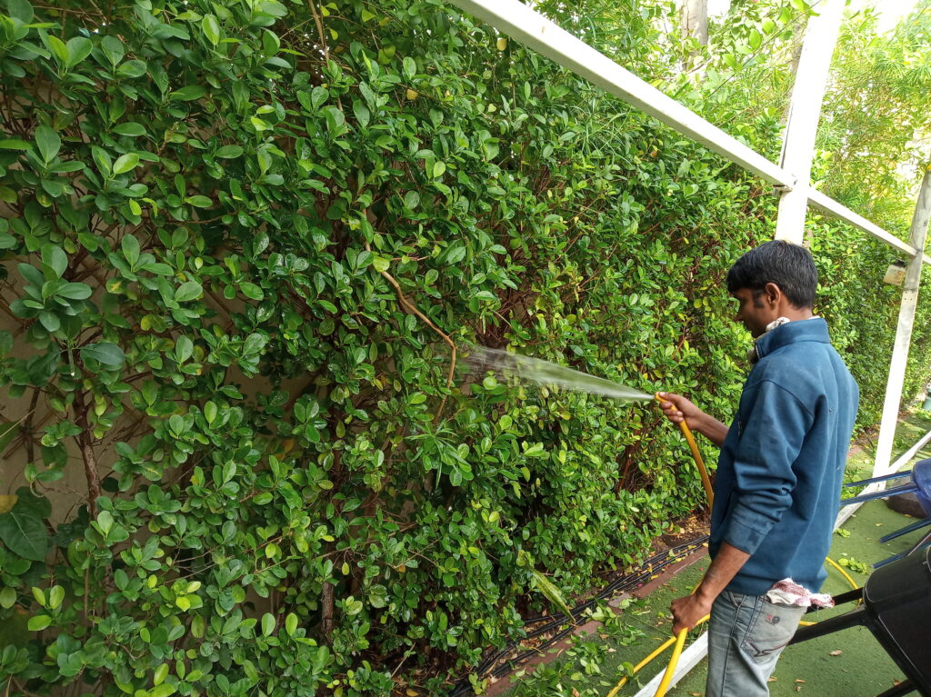 Green wall services in Dubai