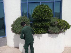 garden maintenance Dubai