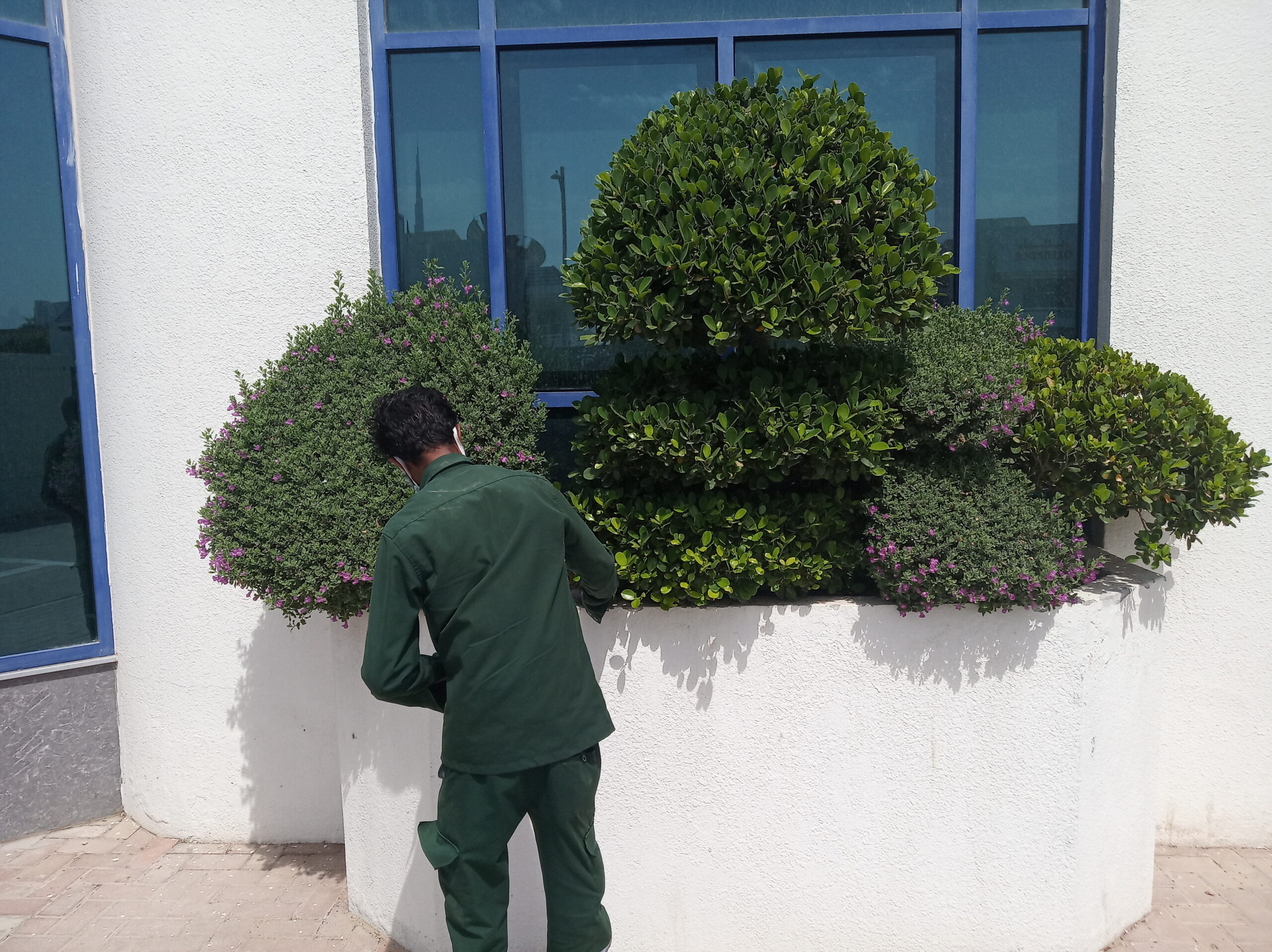 Villa Entrance Plants Dubai
