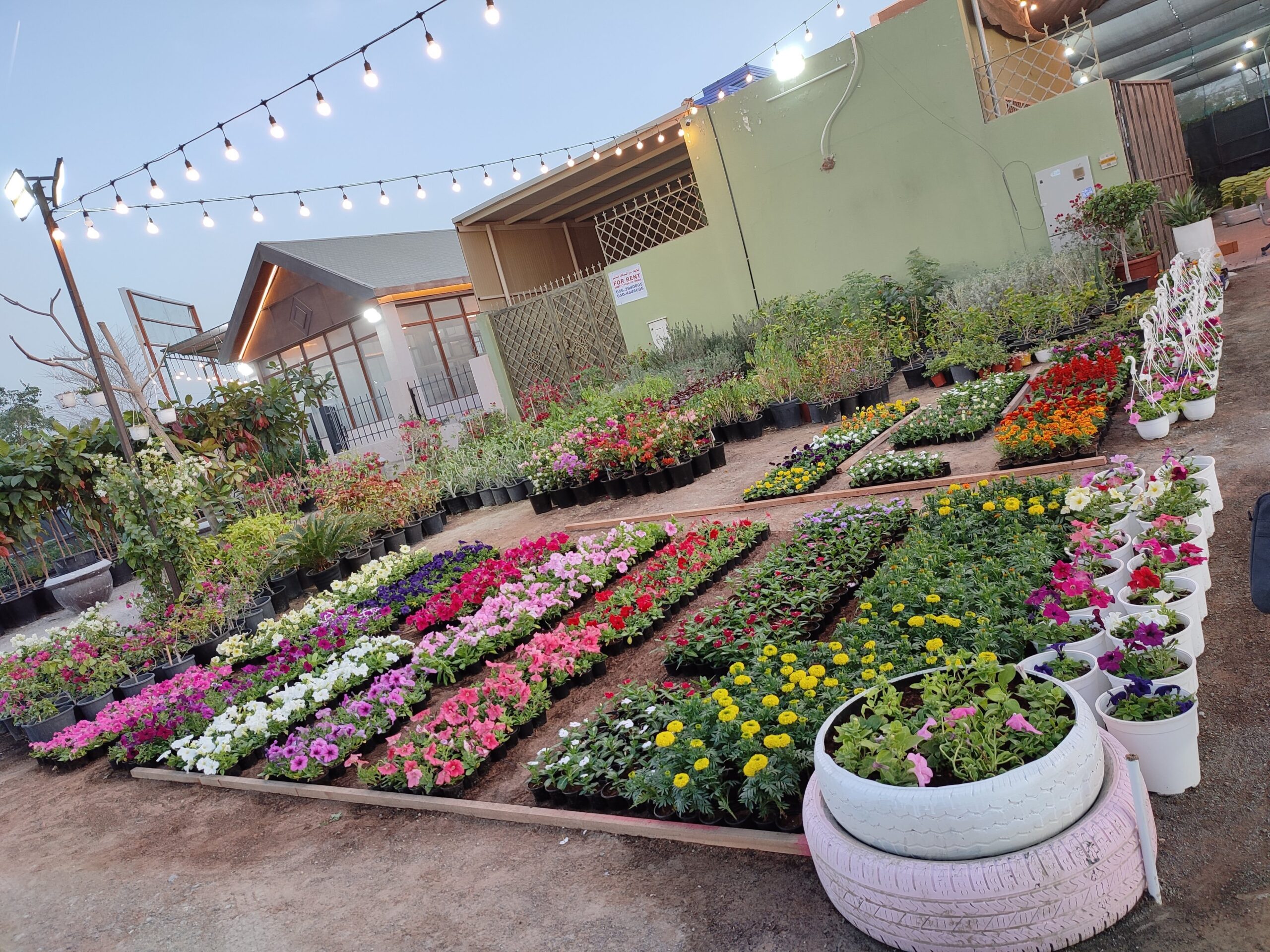 Flowering Plants Dubai combined with gravel and stepping stones