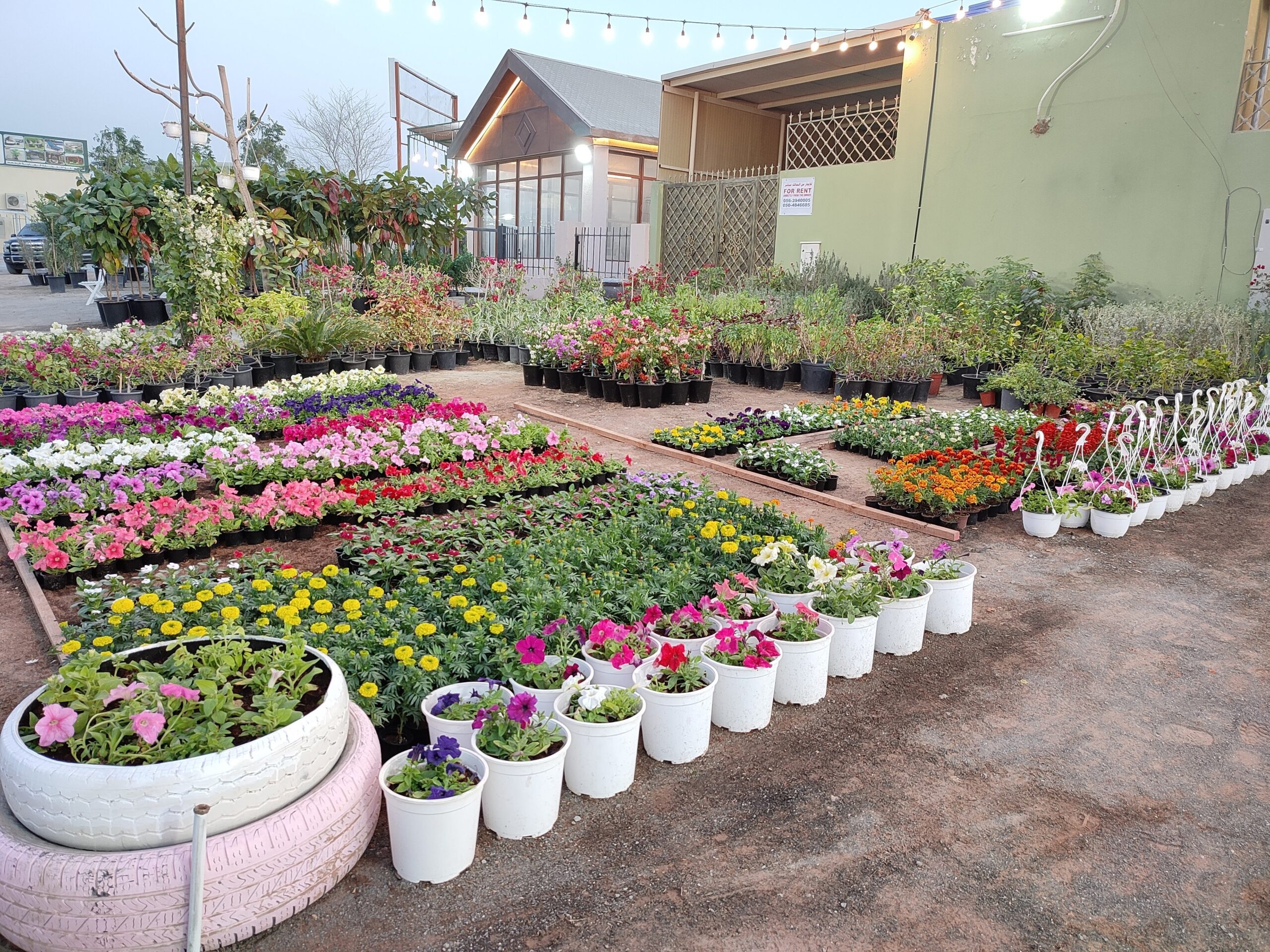 Flowering Plants Dubai villa garden in bloom