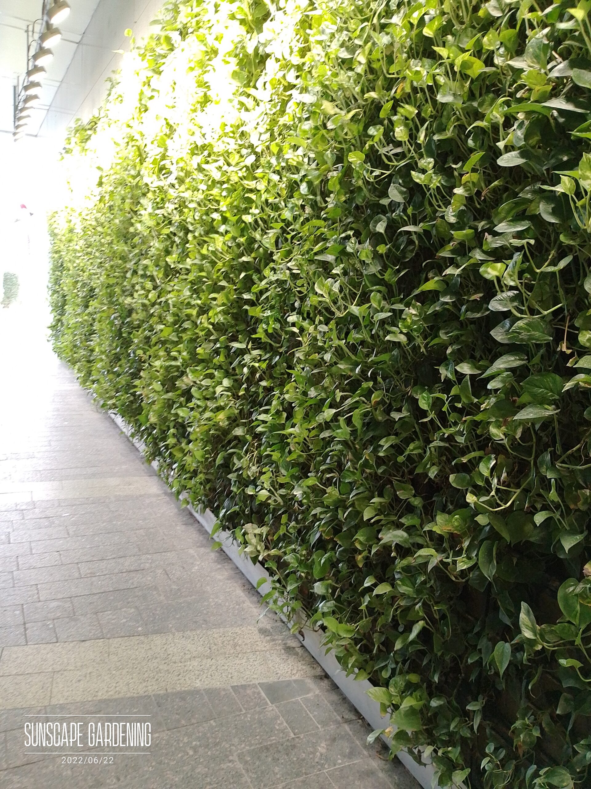 Professional Landscape Design Dubai lighting and hardscape