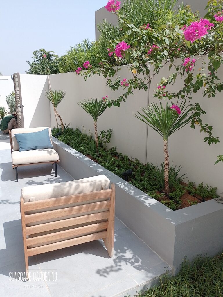 Low Water Garden Plants UAE