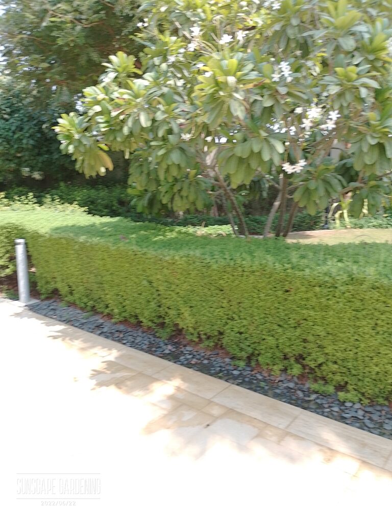 Privacy Plants Dubai