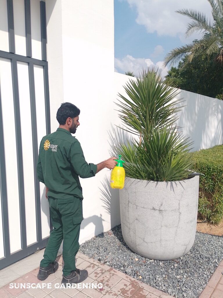 Summer Landscaping Tips Dubai