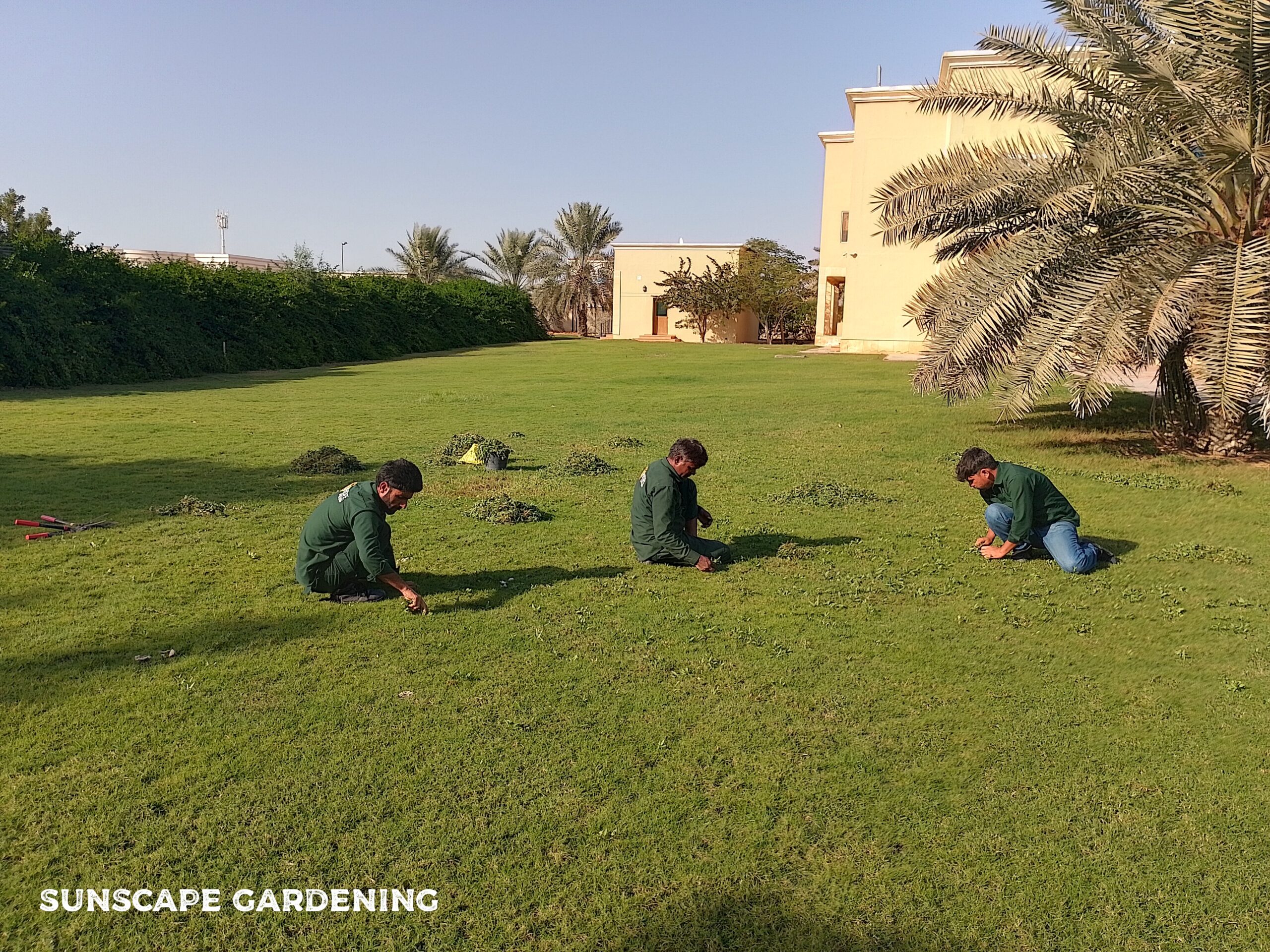 Well-maintained Dubai villa lawn after Sunscape garden care visit — green grass and trimmed borders