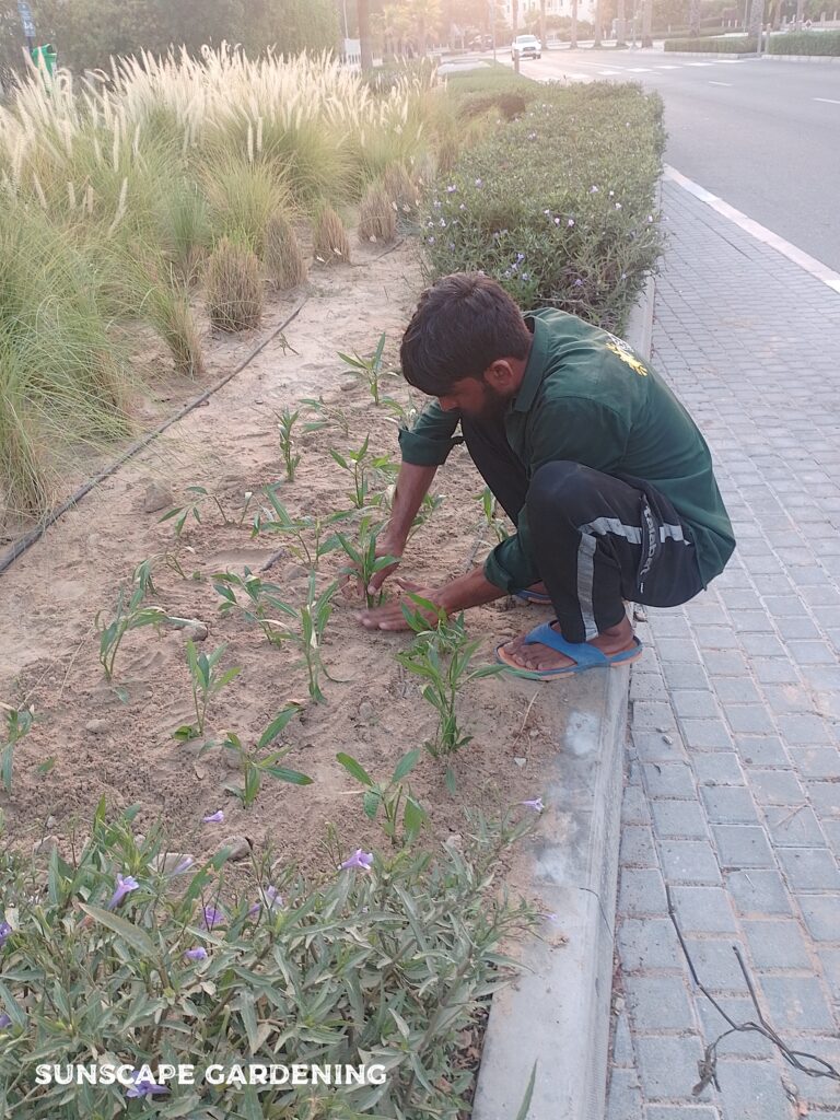 Garden Maintenance Cost Dubai