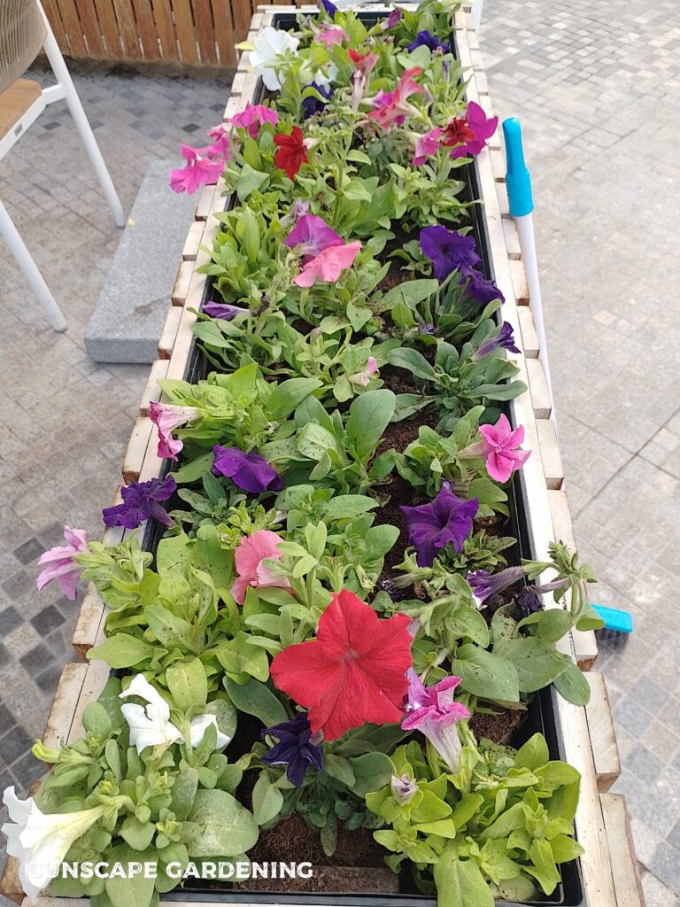 Flowering Plants Dubai