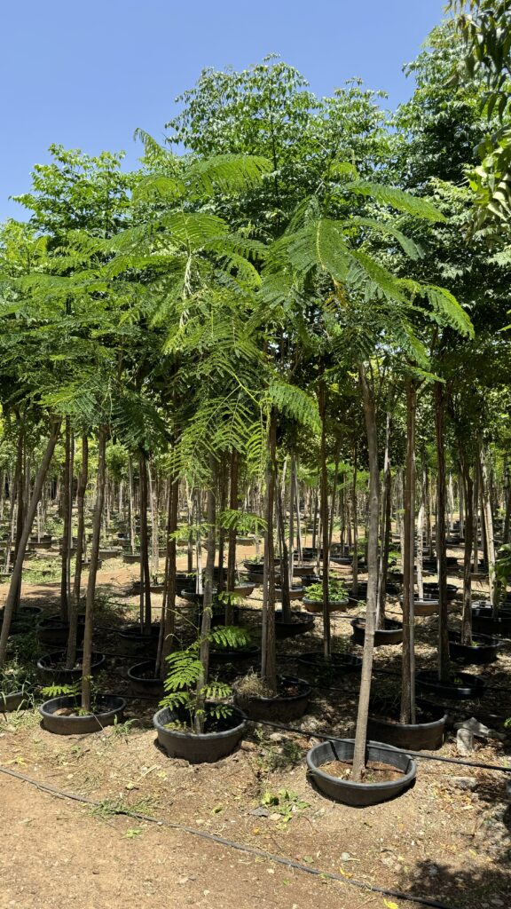 Ghaf Trees Dubai